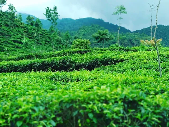 kebun teh medini