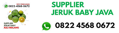 Agen Jeruk Baby Java Madiun, Jual Jeruk Baby Java Madiun, Distributor Jeruk Baby Java Madiun, Supplier Jeruk Baby Java Madiun, Grosir Jeruk Baby Java Madiun, Penjual Jeruk Baby Java Madiun