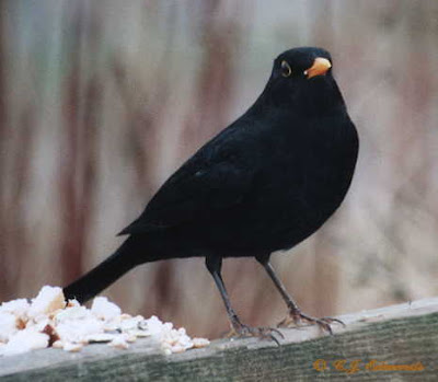 black bird male