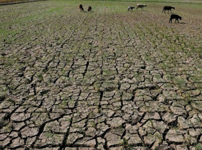 Ribuan Masyarakat Gagal Panen,  Ratusan Hektare Sawah Kekeringan.