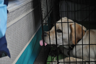 Bob laying in his crate licking the corner of it. The mattress in the background is naked by the way