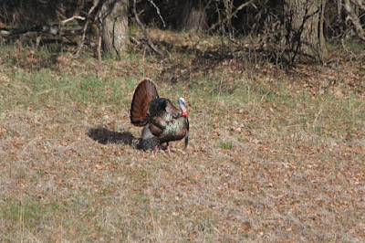 a strutting tom turkey in the field behind the house