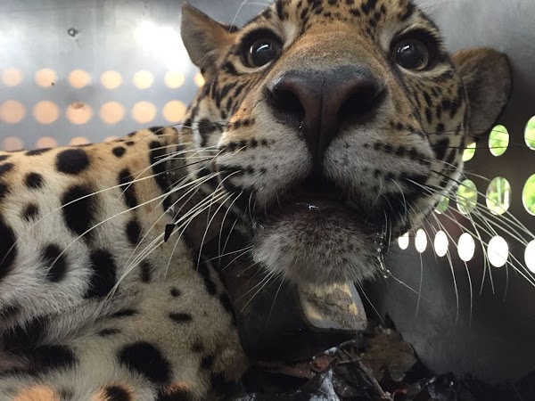 D´yaira, la jaguar valiente, que hizo historia en el Ecuador y en el mundo vuelve a su hábitat natural 