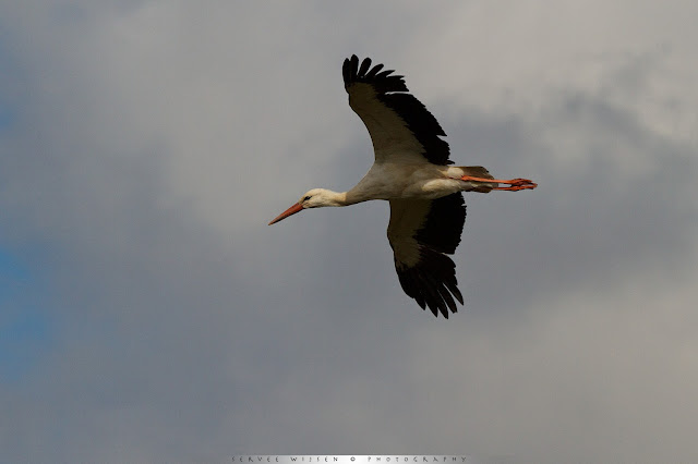 Ooievaar - White Stork - Ciconia ciconia