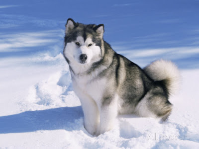Anjing Salju Alaskan Malamute mudah dirawat