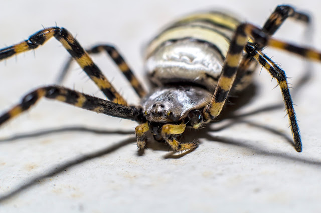 Fotografía macro de una araña