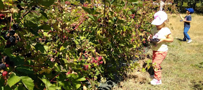 Berry Good, frutos del bosque