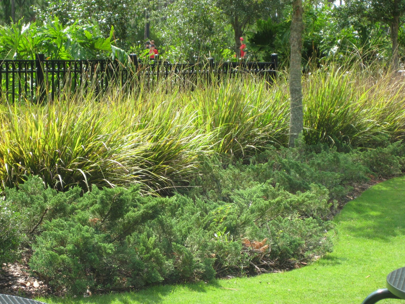 Central Florida Landscape Plants