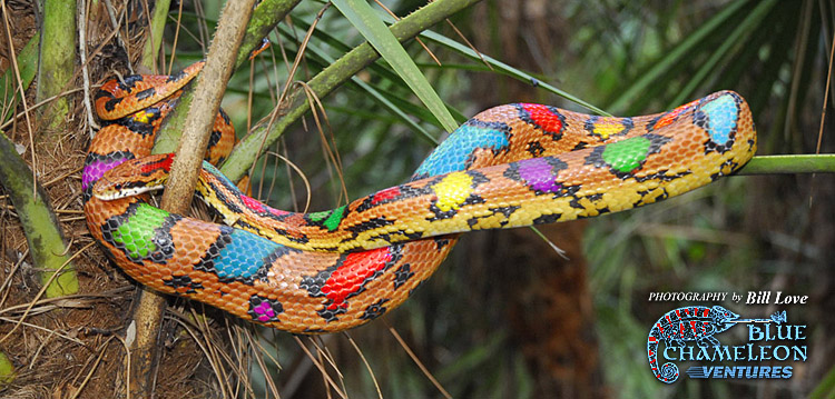 Corn Snake The Beautiful Tail Snakes ~ planetanimalzone