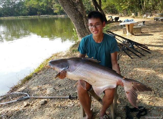  Giant Mekong Catfish at Bo Sang Fishing Park