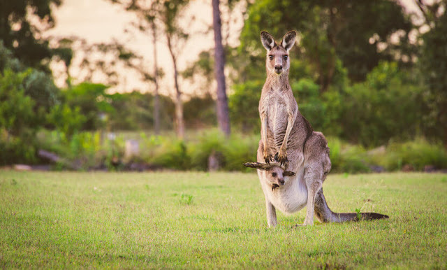 Kangaroo