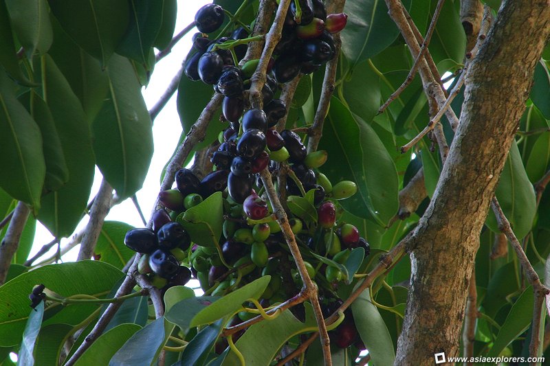 EIMA JER Buah  Buahan  Hutan Yang Sungguh LAGEND Di Mata EJ