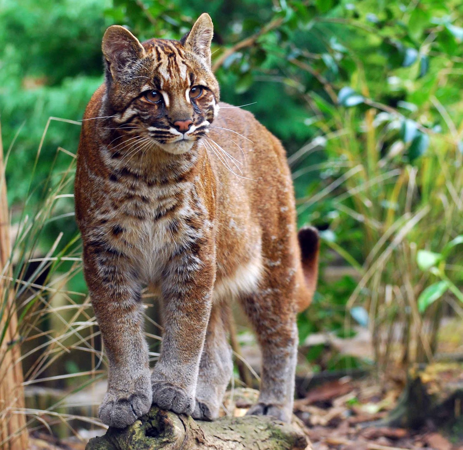 ManiaKucing Kucing Merah Khas Kalimantan