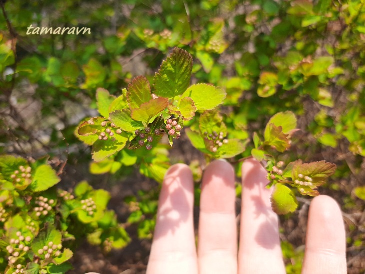 Спирея уссурийская / Таволга уссурийская (Spiraea ussuriensis)