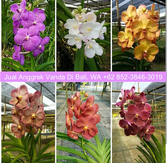 Jual Anggrek Vanda Di Bali