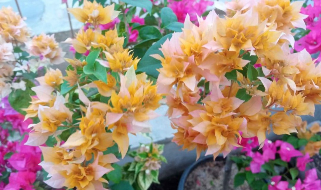 Torch Glow Bougainvillea - Caring for, Nursery and Pruning Sizes Bonsai in Pots for Shrubs Waterwise Botanicals