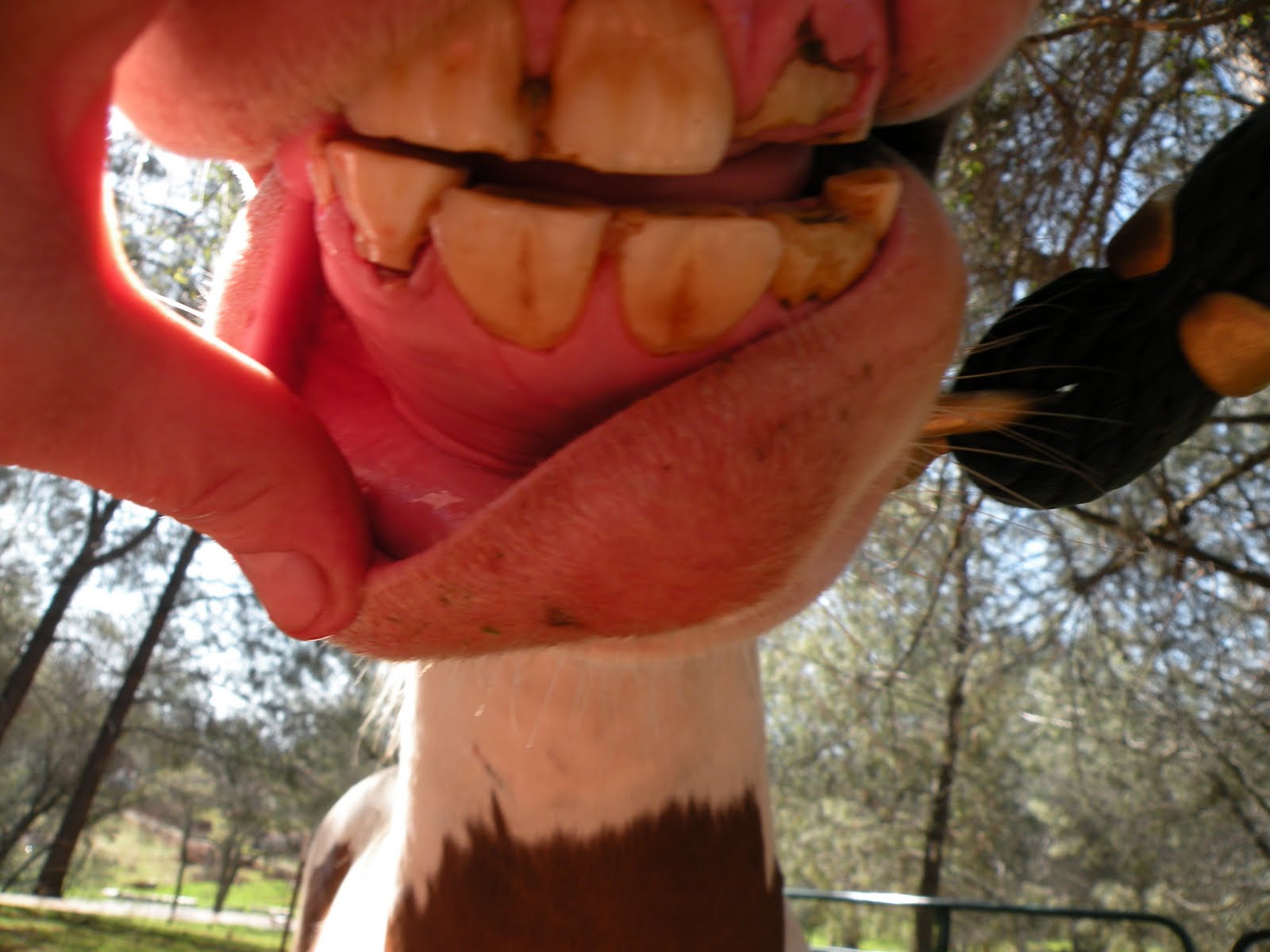 Equine Teeth Aging http://kathysequinedentistry.blogspot.com/2010/04 ...
