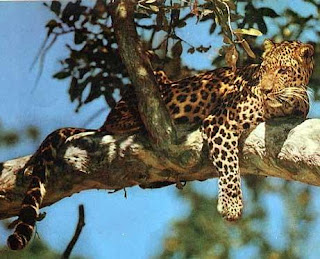 Leopardo descansando en la rama de un árbol