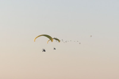 Ibis eremitans en vol
