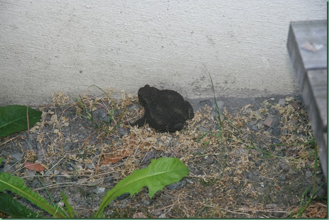 Sommer 2008 644