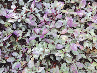 purple leaves