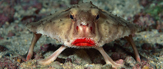 Unknown-And-Hidden-Facts-Of-Red-lipped-batfish.