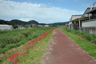 源氏川_彼岸花ゾーン