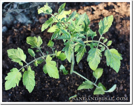 Growing Tomatoes organically with Whitney Farms