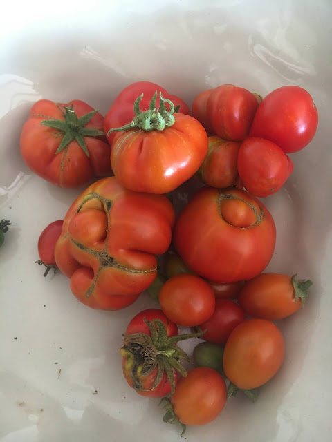 Home Grown Cherry Tomatoes and Reisetomates