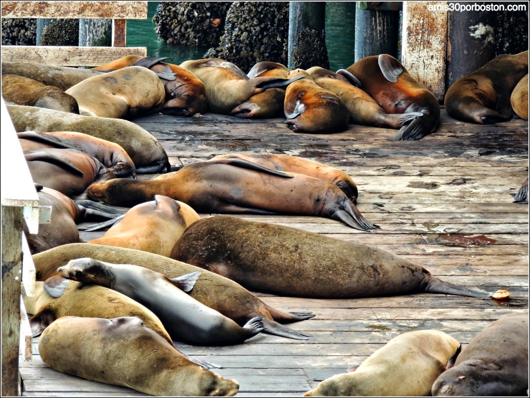 Santa Cruz Wharf: Leones Marinos