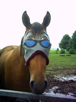 funny horse. Blinders Blinkers Horse Mask.