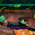 Ikan Cupang Adu Betta Taeniata