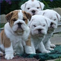 French bulldog puppies