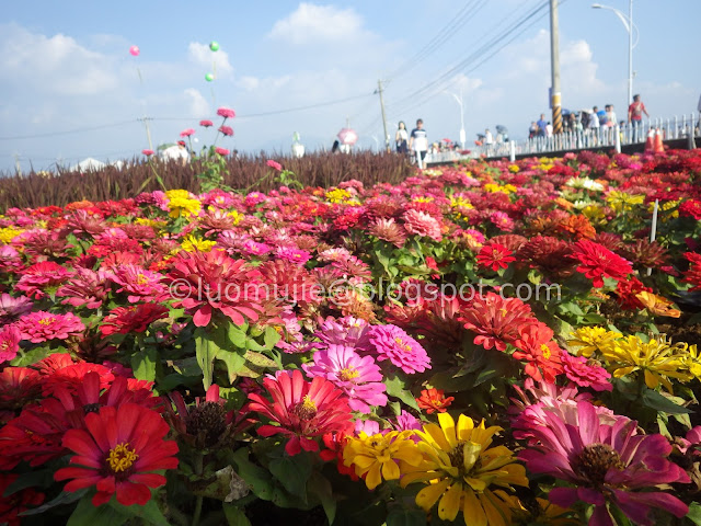 Xinshe Sea of Flowers