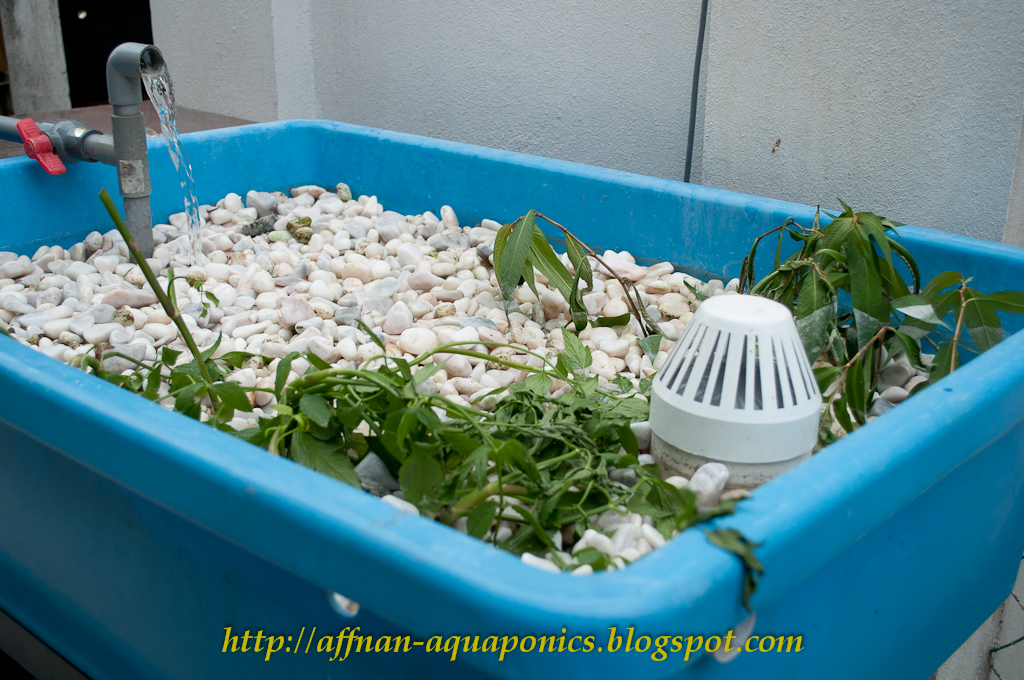 Aquaponics Tilapia Greenhouse Tattoos