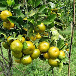 Penjual Pohon Bibit Jeruk Chokun Cepat Berbuah