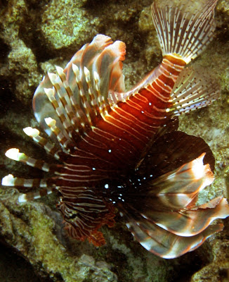 Lionfish