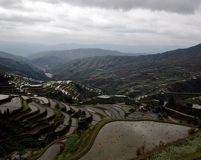 Terraced rice fields to Kaili, Guizhou.