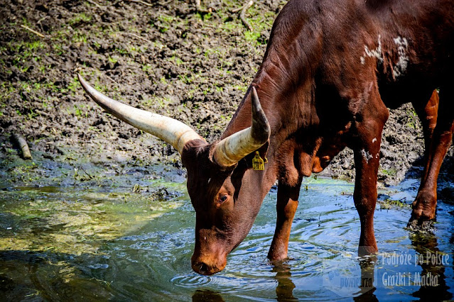 Nowy Tomyśl. ZOO. Zwierzęta. Atrakcja turystyczna. Wielkopolska