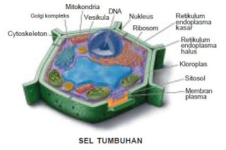 THE CIRCLE TUGAS BIOLOGI PERBEDAAN ANTARA SEL  HEWAN  DAN 