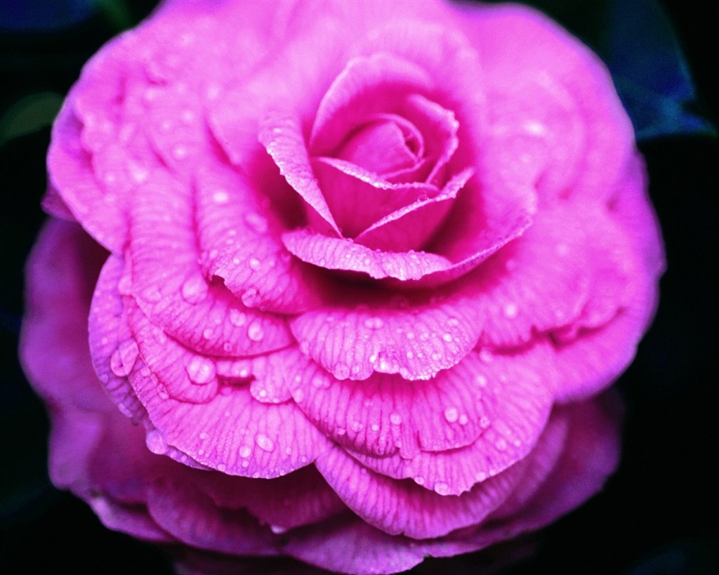 6 types of flowers Black Pink Rose Flower | 1024 x 819