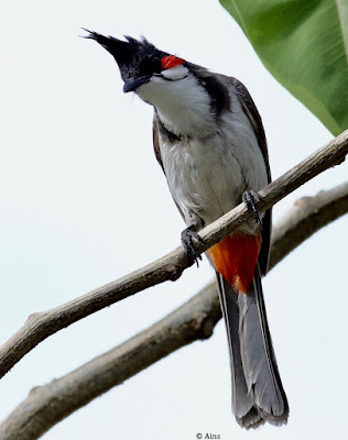 Red-whiskered Bulbul