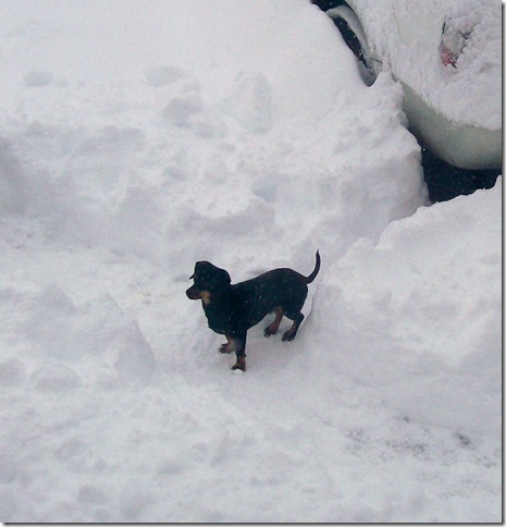 Snow 036 (crpd