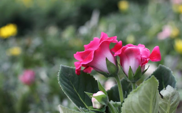 Gloxinia Flowers Pictures