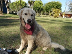 Pets 4_1 (34)