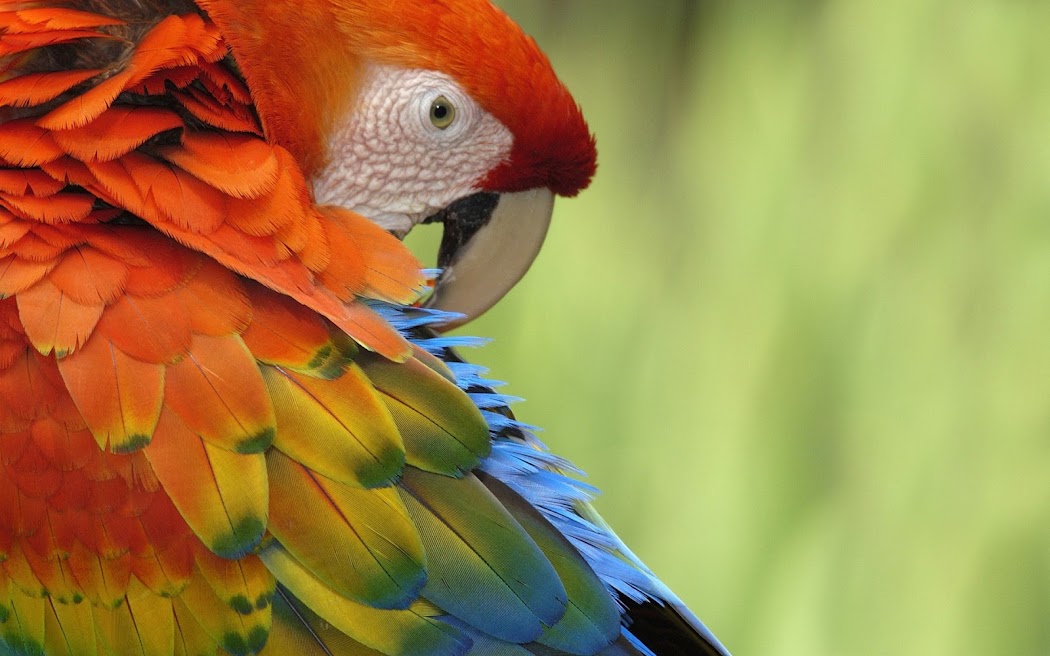 Colorful Parrot Widescreen Wallpaper