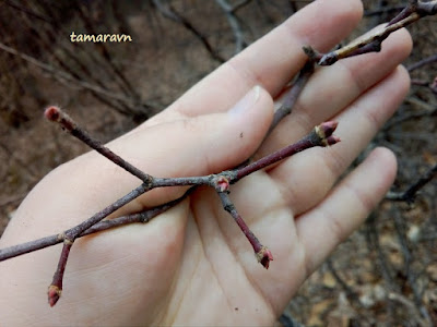 Клён ложнозибольдов (Acer pseudosieboldianum)