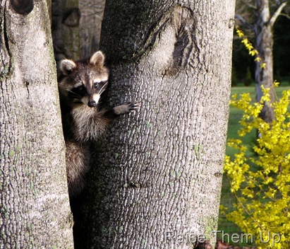 Racoon