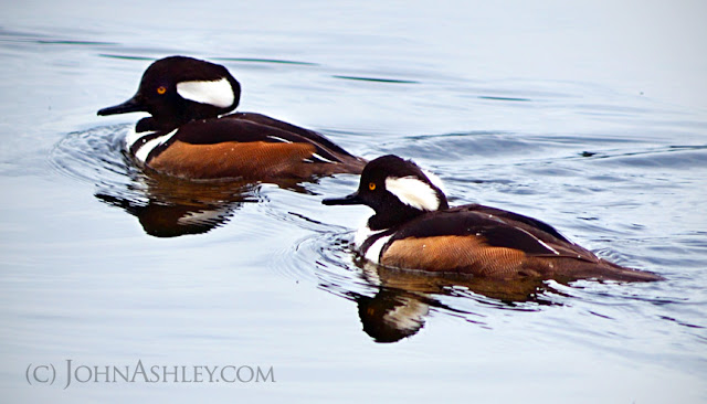 Male Hooded Mergansers (c) John Ashley