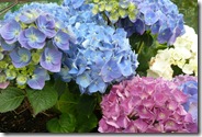 ws hydrangea